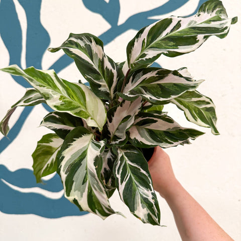 Calathea ‘Stella’ - Sprouts of Bristol