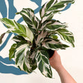 Calathea ‘Stella’ - Sprouts of Bristol