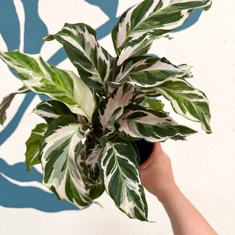 Calathea ‘Stella’ - Sprouts of Bristol