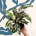 Calathea ‘Stella’ - Sprouts of Bristol