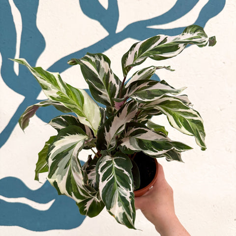 Calathea ‘Stella’ - Sprouts of Bristol