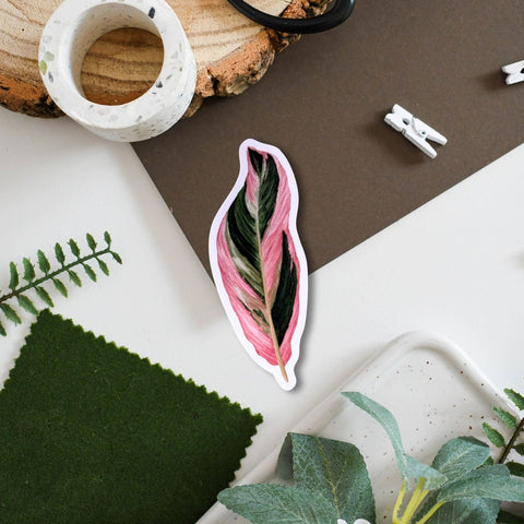 Calathea ‘Triostar’ Tropical Houseplant Vinyl Sticker [Beneath the Canopy RHS Collab] - Sprouts of Bristol