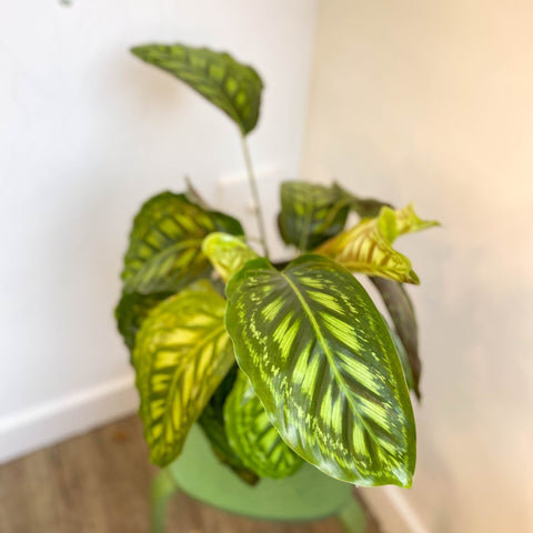 Calathea veitchiana - Sprouts of Bristol