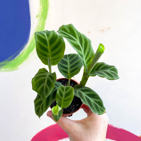 Calathea zebrina - Zebra Plant - Sprouts of Bristol