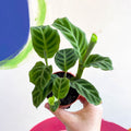 Calathea zebrina - Zebra Plant - Sprouts of Bristol