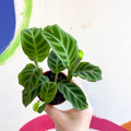 Calathea zebrina - Zebra Plant - Sprouts of Bristol