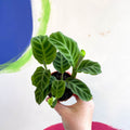 Calathea zebrina - Zebra Plant - Sprouts of Bristol