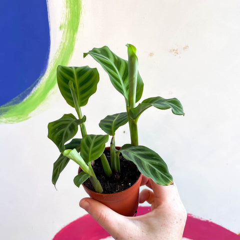 Calathea zebrina - Zebra Plant - Sprouts of Bristol