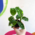 Calathea zebrina - Zebra Plant - Sprouts of Bristol