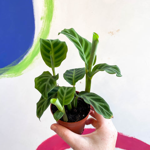 Calathea zebrina - Zebra Plant - Sprouts of Bristol