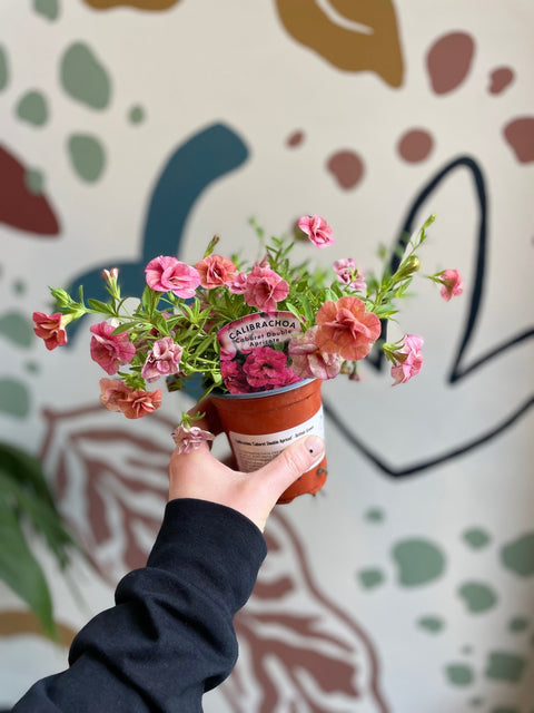 Calibrachoa 'Cabaret Double Apricot' - British Grown - Sprouts of Bristol
