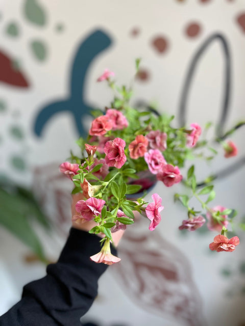 Calibrachoa 'Cabaret Double Apricot' - British Grown - Sprouts of Bristol
