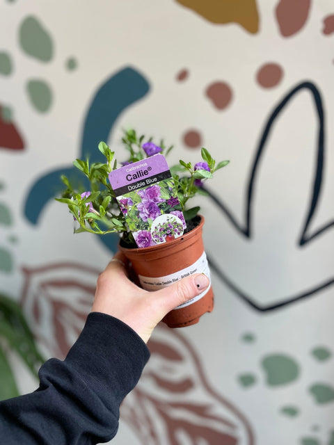 Calibrachoa 'Callie Double Blue' - British Grown - Sprouts of Bristol