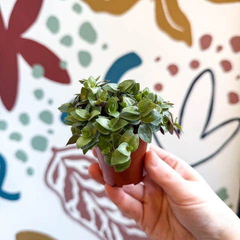 creeping inch plant indoor or outdoor Callisia repens