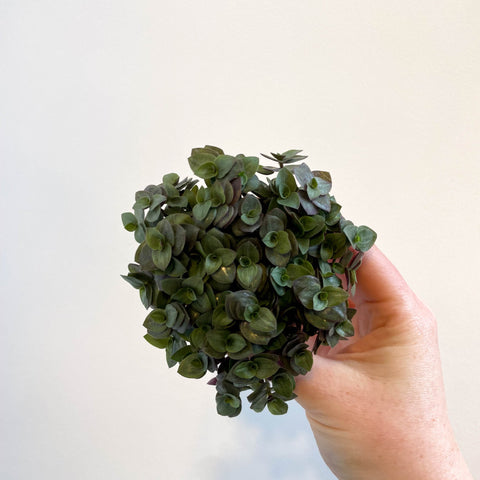 Callisia repens - Turtle Vine / Creeping Inch Plant - Sprouts of Bristol