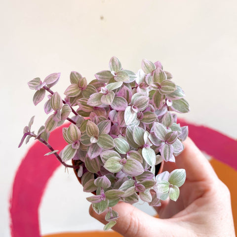 Callisia rosata - Turtle Vine / Creeping Inch Plant - Sprouts of Bristol