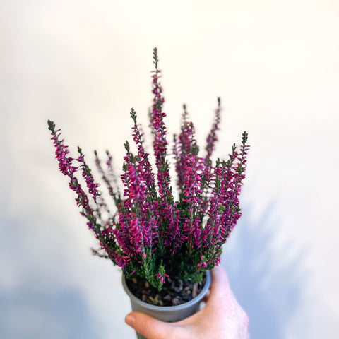 Calluna vulgaris 'Beauty Ladies Lianne' - Heather - Sprouts of Bristol