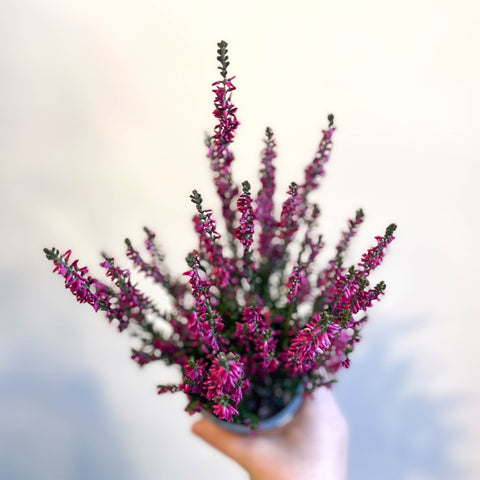 Calluna vulgaris 'Beauty Ladies Lianne' - Heather - Sprouts of Bristol