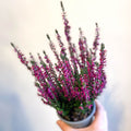 Calluna vulgaris 'Beauty Ladies Lianne' - Heather - Sprouts of Bristol