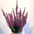 Calluna vulgaris 'Beauty Ladies Lianne' - Heather - Sprouts of Bristol