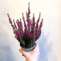 Calluna vulgaris 'Beauty Ladies Lianne' - Heather - Sprouts of Bristol