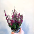 Calluna vulgaris 'Beauty Ladies Lianne' - Heather - Sprouts of Bristol