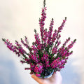 Calluna vulgaris 'Beauty Ladies Lianne' - Heather - Sprouts of Bristol