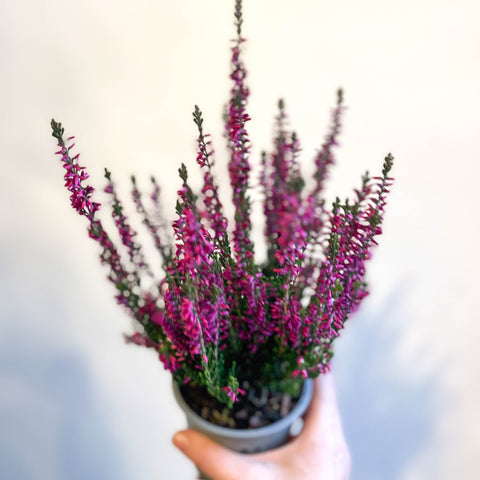 Calluna vulgaris 'Beauty Ladies Lianne' - Heather - Sprouts of Bristol