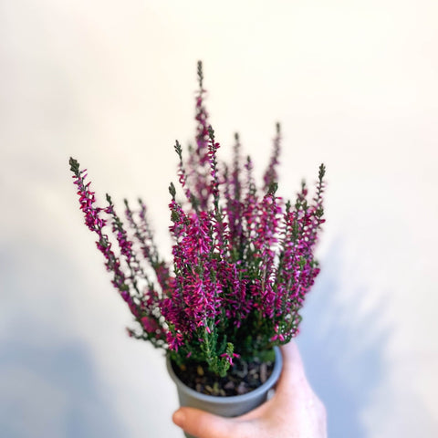 Calluna vulgaris 'Beauty Ladies Lianne' - Heather - Sprouts of Bristol