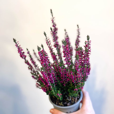 Calluna vulgaris 'Beauty Ladies Lianne' - Heather - Sprouts of Bristol