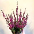 Calluna vulgaris 'Beauty Ladies Lianne' - Heather - Sprouts of Bristol