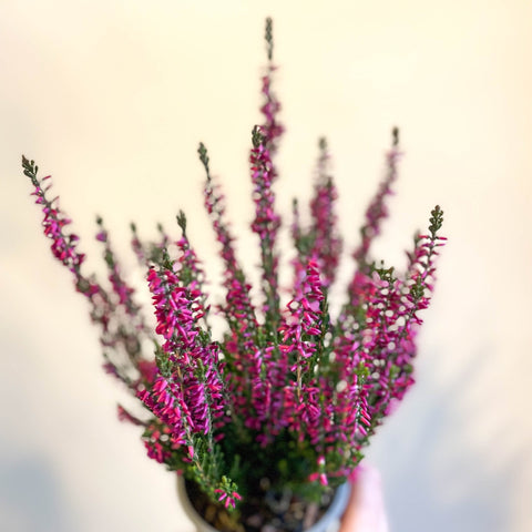 Calluna vulgaris 'Beauty Ladies Lianne' - Heather - Sprouts of Bristol