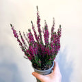 Calluna vulgaris 'Beauty Ladies Lianne' - Heather - Sprouts of Bristol