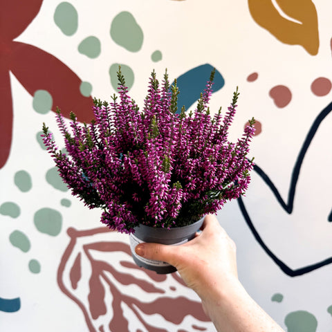 Calluna vulgaris ‘Beauty Ladies® Lila’ – Lilac Heather - Sprouts of Bristol