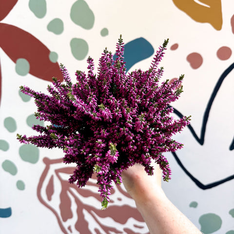 Calluna vulgaris ‘Beauty Ladies® Lila’ – Lilac Heather - Sprouts of Bristol