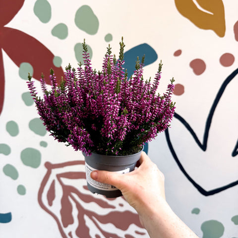 Calluna vulgaris ‘Beauty Ladies® Lila’ – Lilac Heather - Sprouts of Bristol