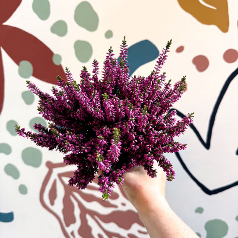 Calluna vulgaris ‘Beauty Ladies® Lila’ – Lilac Heather - Sprouts of Bristol