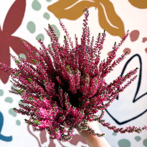 Calluna vulgaris 'Beauty Ladies® Rood' – Red Heather - Sprouts of Bristol