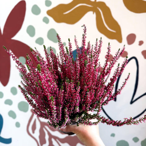 Calluna vulgaris 'Beauty Ladies® Rood' – Red Heather - Sprouts of Bristol