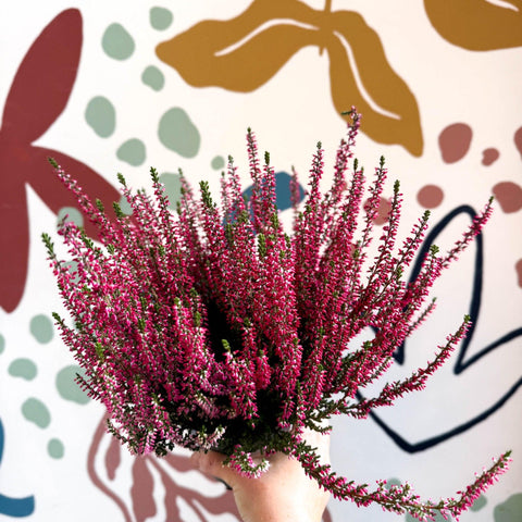 Calluna vulgaris 'Beauty Ladies® Rood' – Red Heather - Sprouts of Bristol