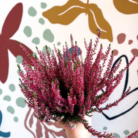 Calluna vulgaris 'Beauty Ladies® Rood' – Red Heather - Sprouts of Bristol