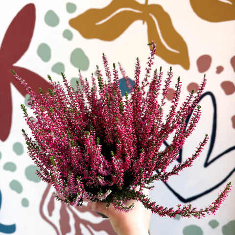 Calluna vulgaris 'Beauty Ladies® Rood' – Red Heather - Sprouts of Bristol
