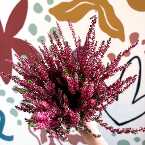 Calluna vulgaris 'Beauty Ladies® Rood' – Red Heather - Sprouts of Bristol