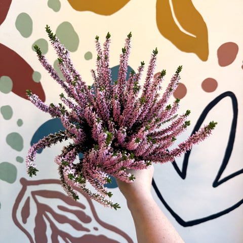 Calluna vulgaris ‘Beauty Ladies® Roze’ – Pink Heather - Sprouts of Bristol