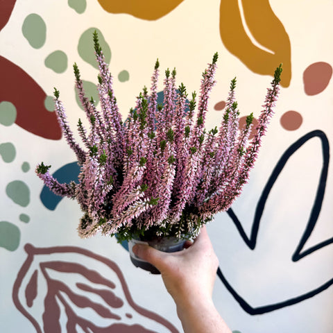 Calluna vulgaris ‘Beauty Ladies® Roze’ – Pink Heather - Sprouts of Bristol