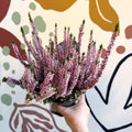 Calluna vulgaris ‘Beauty Ladies® Roze’ – Pink Heather - Sprouts of Bristol