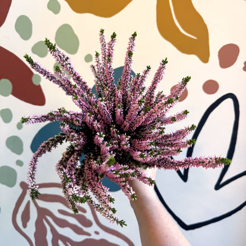 Calluna vulgaris ‘Beauty Ladies® Roze’ – Pink Heather - Sprouts of Bristol