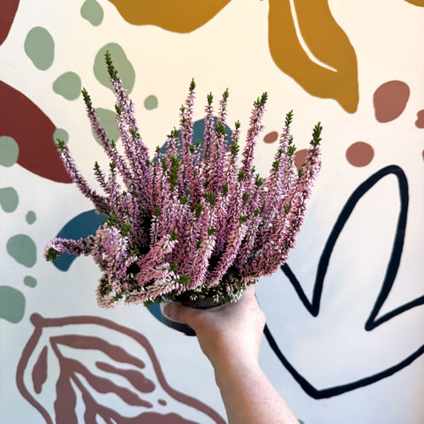 Calluna vulgaris ‘Beauty Ladies® Roze’ – Pink Heather - Sprouts of Bristol