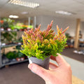 Calluna vulgaris ‘Beauty Ladies® Skyline Dallas’ – Burnt Orange Red Heather - Sprouts of Bristol