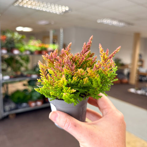 Calluna vulgaris ‘Beauty Ladies® Skyline Dallas’ — вереск с оранжево-красными ягодами — побеги из Бристоля